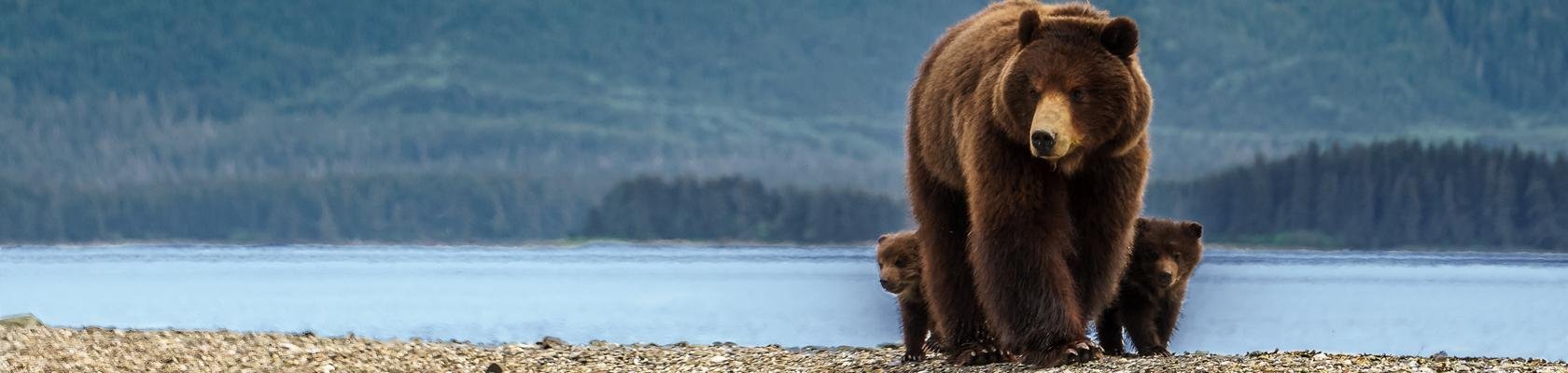 Alaska beer met cubs
