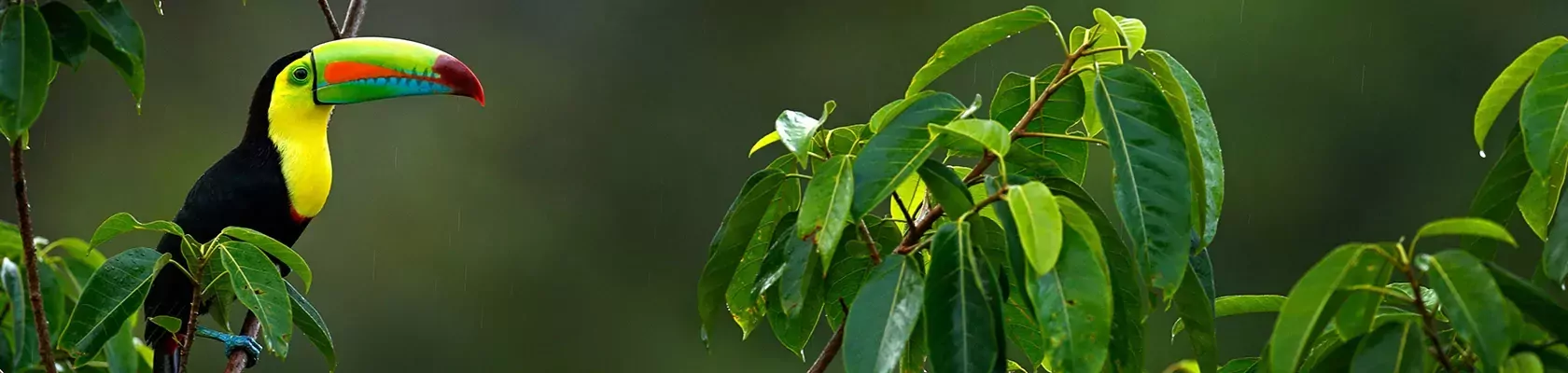 Costa Rica familiereis