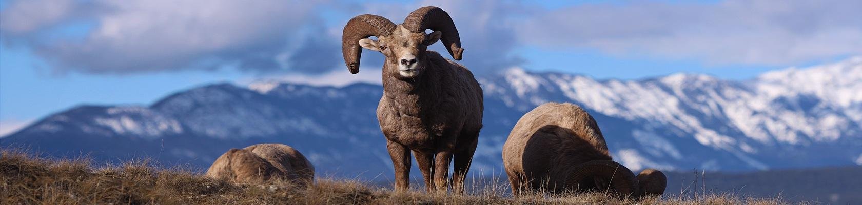 Dikhoornschaap in de Rocky Mountains