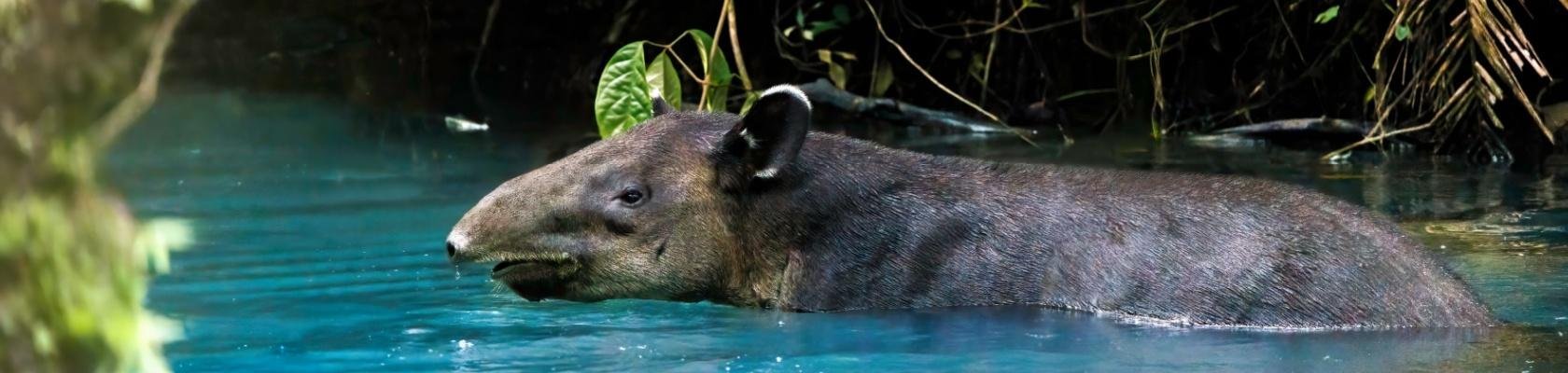 Bairds tapir in Tenorio Nationaal Park