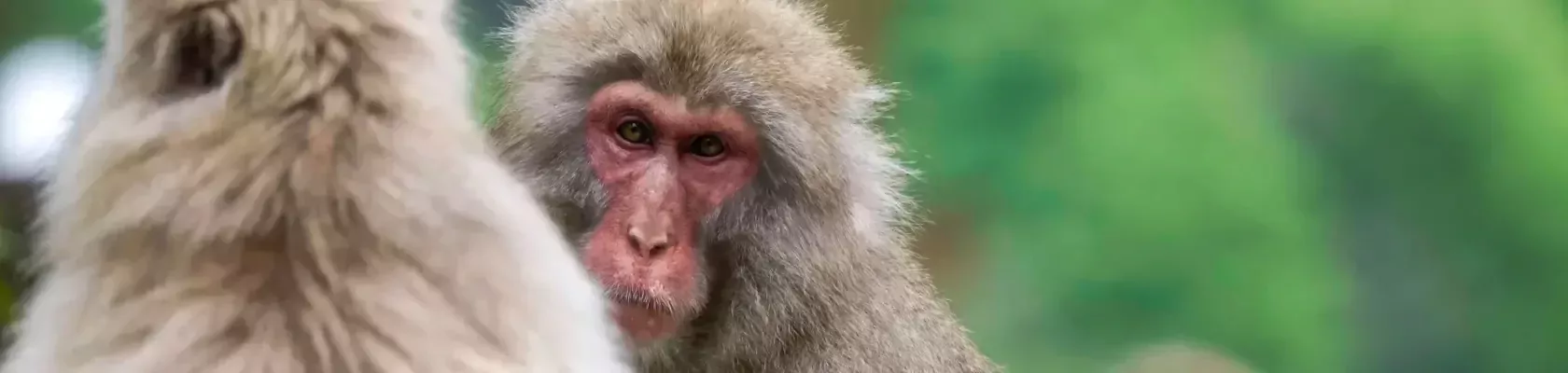Jigokudani Monkey Park