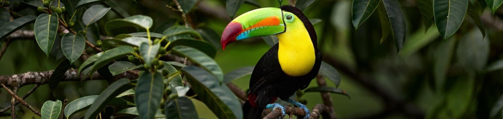 Toekan in Costa Rica