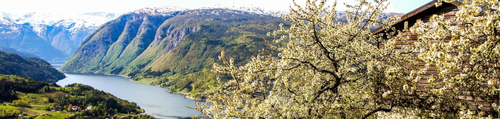 Bloesemtijd Hardangerfjord