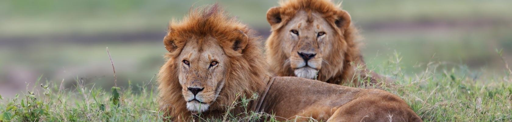 Serengeti Nationaal Park