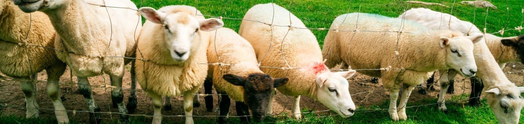 Schapen in Noord-Ierland