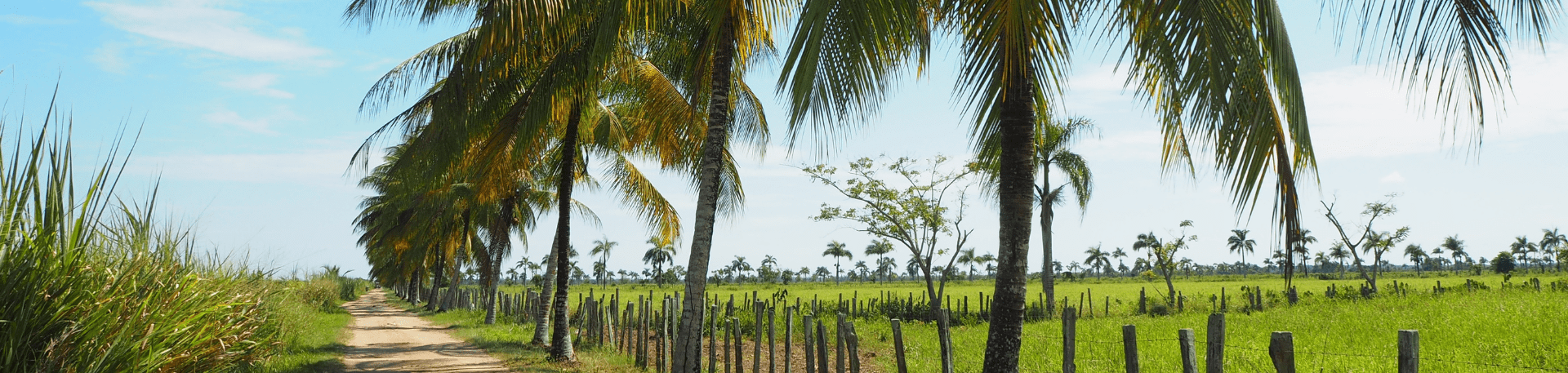 Suriname plantage palmbomen