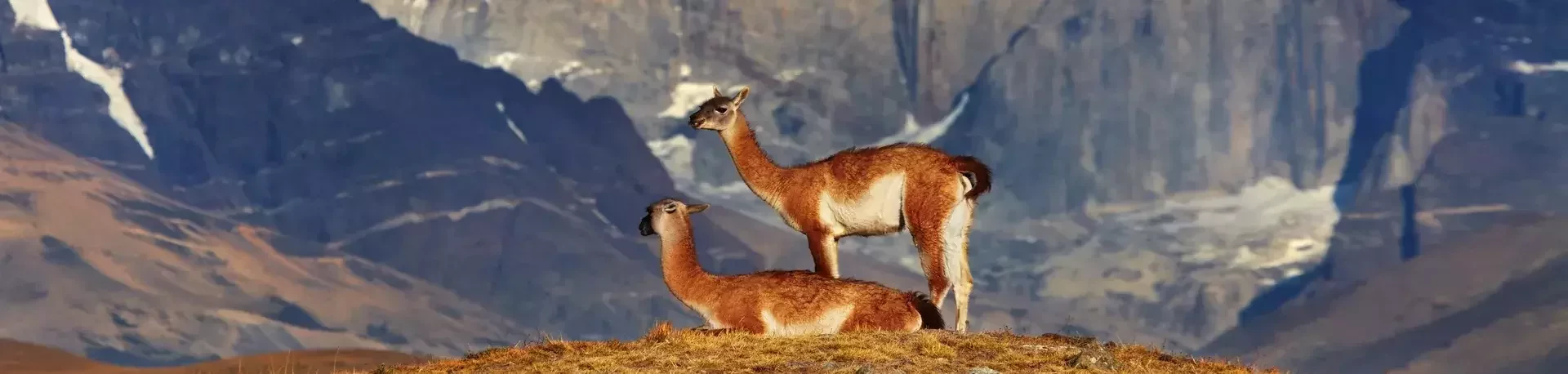 Torres Del Paine, Guanacos. Chili