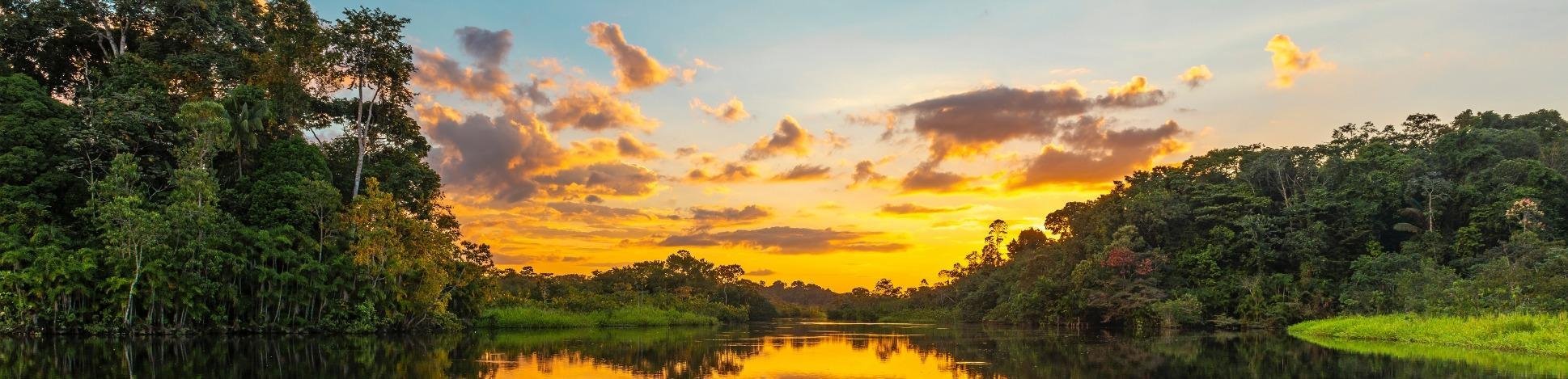 Amazone in Suriname