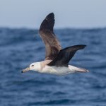 Albatros, Antarctica