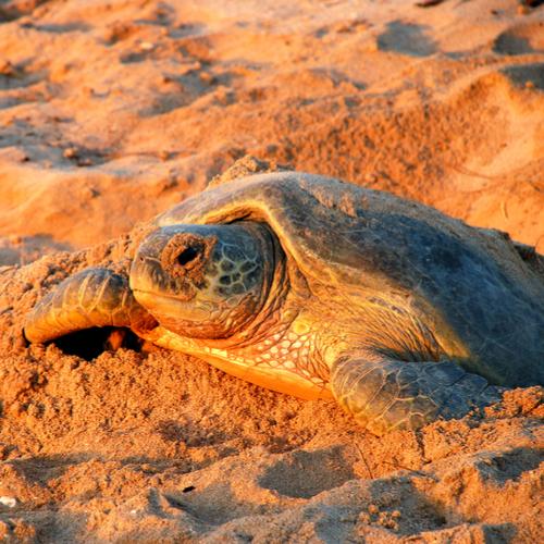 Schildpad, Ras al-Jinz