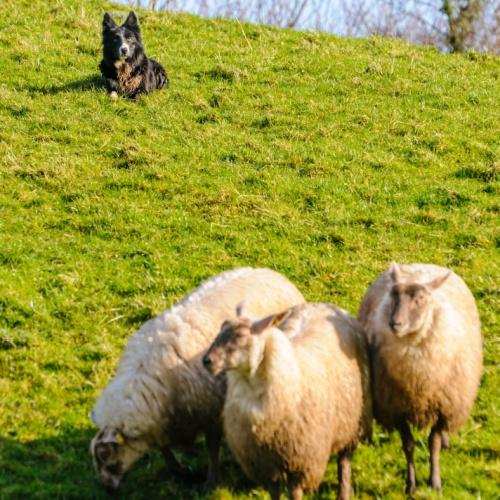 Schapen in de wei