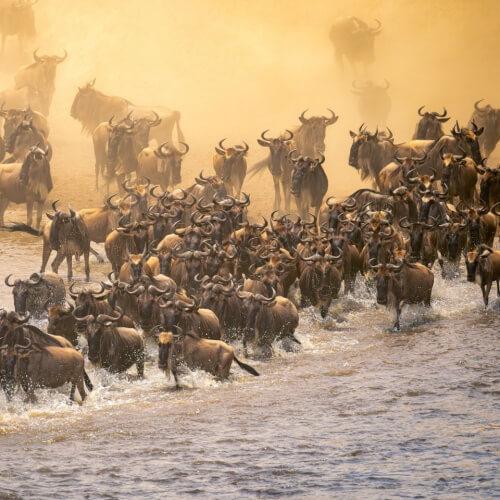 Serengeti, kudde wilde dieren