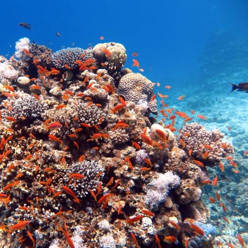 Kleurrijke onderwaterwereld van Dahab