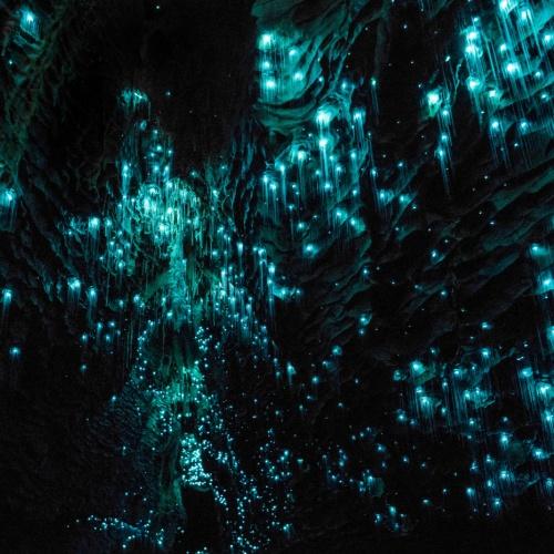 Glowworms in de Waitomo grotten