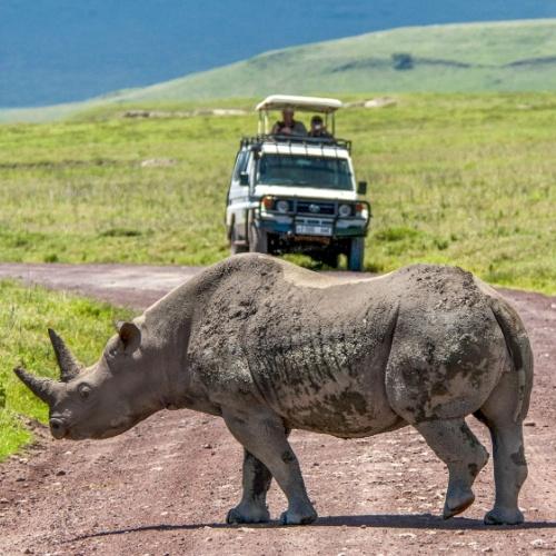 Neushoorn in Ngorongoro
