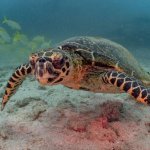 Snorkelen bij Ca&ntilde;o Island
