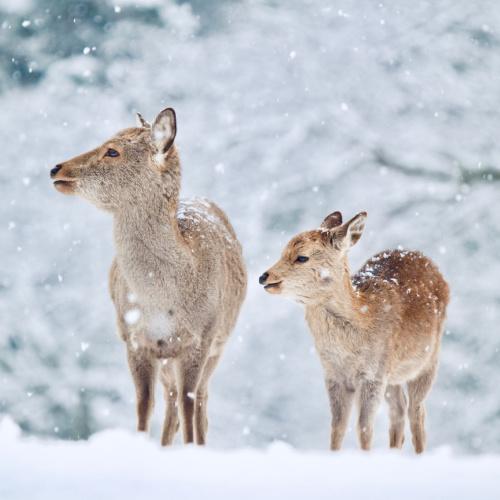 De tamme (heilige) herten op een winterse dag in het Nara Park