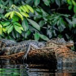 Krokodil in Tortuguero Nationaal Park