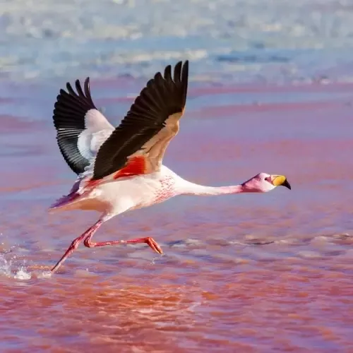Flamingo in een van de lagunes