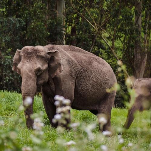 Olifant in Periyar Nationaal Park