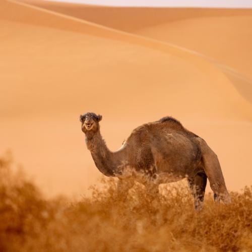 Kameel, Woestijn
