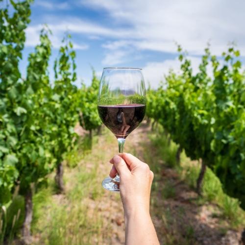 Barbaresco, Rode wijn
