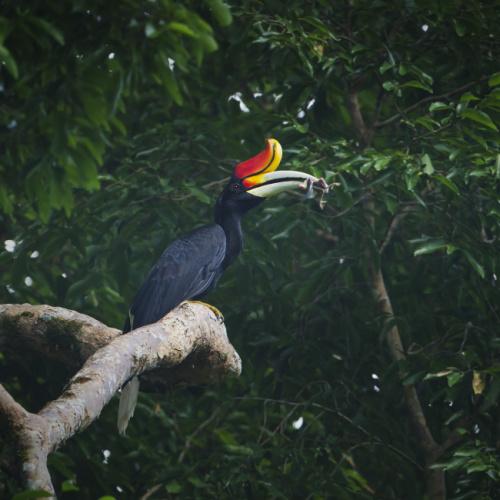 Khao Sok Vogel (neushoornvogel)