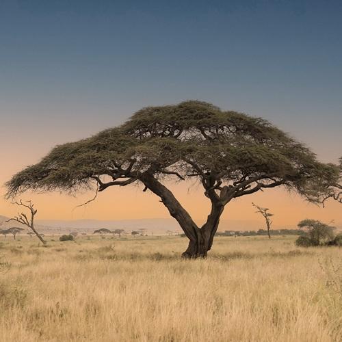 Umbrella tree in de Serengeti, Tanzania