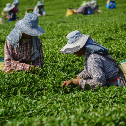 thee plantage Cameron Highlands