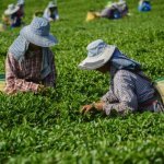 thee plantage Cameron Highlands