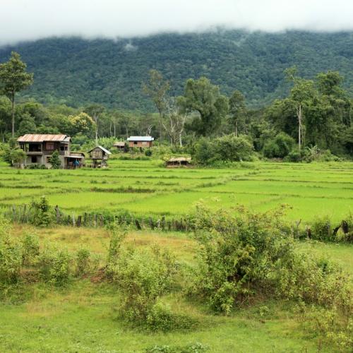 Bolaven Plateau, rijstvelden