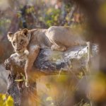 Leeuw, Kruger Nationaal Park (White River)