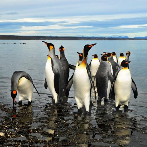 Tierra de Fuego, pinguïns