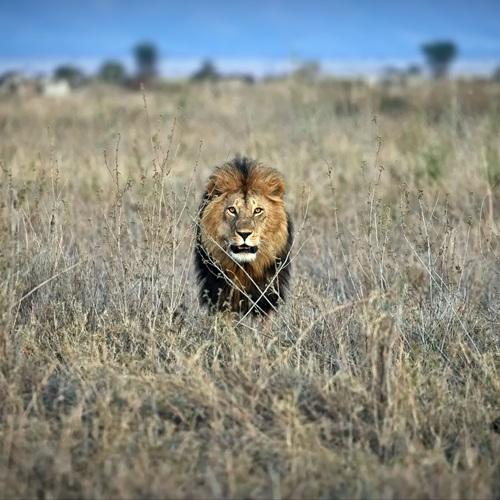 Leeuw in Serengeti, Tanzania