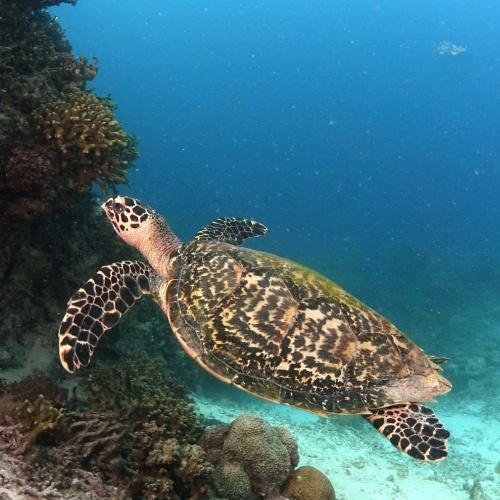 Schilpad in het water bij Panglao