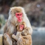Jigokudani Snow Monkey Park