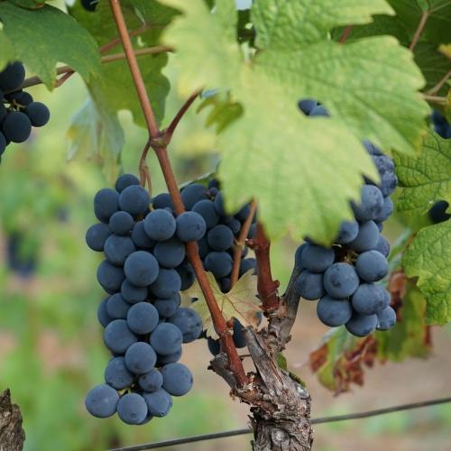 Rondleiding bij een wijnboederij, Berat