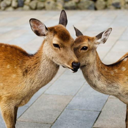 Herten in Nara