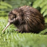 De Kiwi