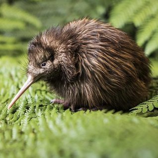 Kiwi Hatchery