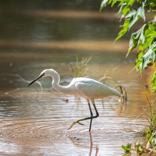 Kleine zilverreiger in Jinja