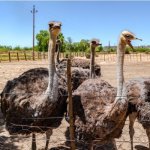 Struisvogels in Oudtshoorn