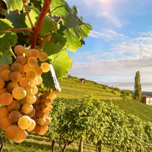 Wijngaard in Alentejo 