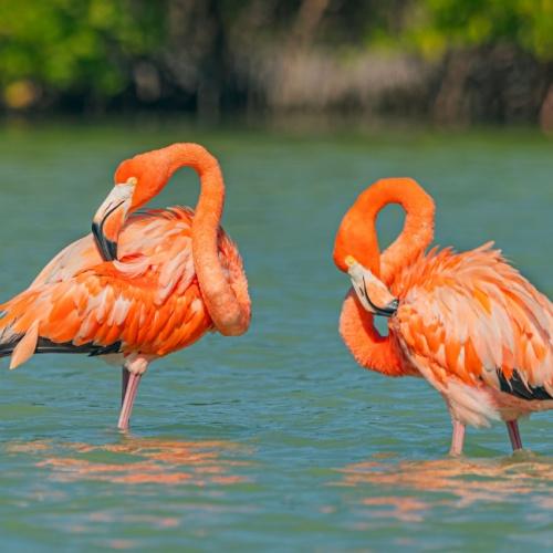 Flamingo's in Las Coloradas