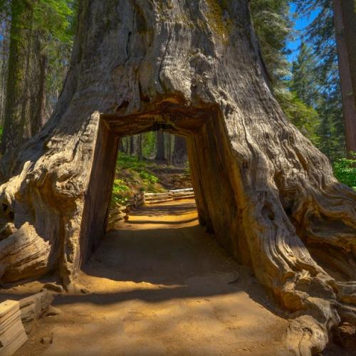 Reuzesenquoia Tuolumne Grove
