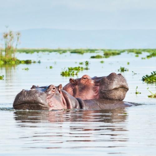 Nijlpaarden in Lake Naivasha