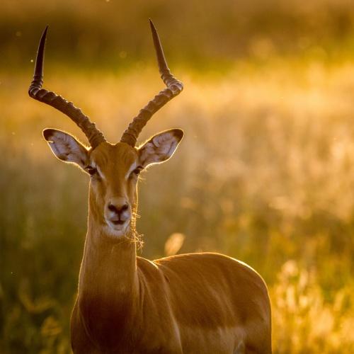 Impala in Chobe Nationaal Park