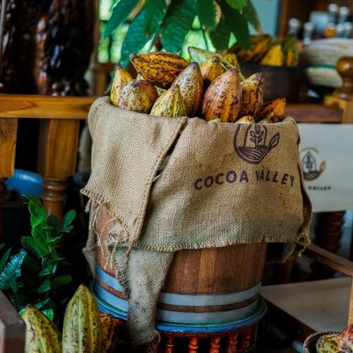 Cocoa valley farm in Nan