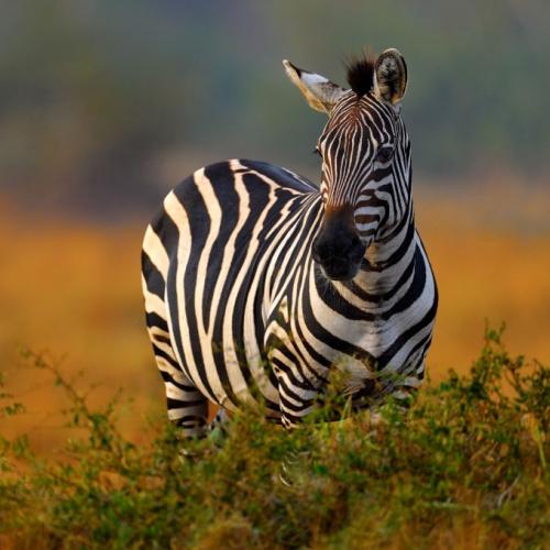 Zebra in Lake Mburo Nationaal Park