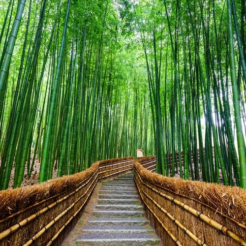 Kyoto, bamboebos